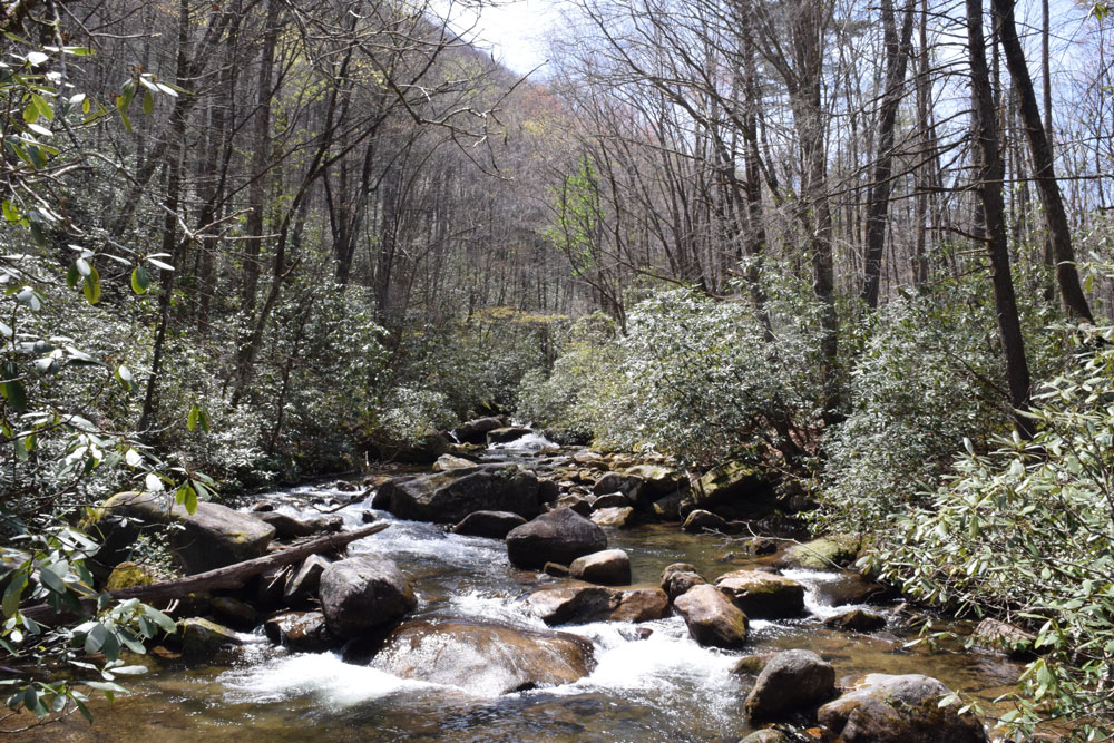 water flows over rocks in river surrounded by forest